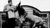 «Его брачная ночь (1917)» — обои к фильму #1