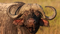 «Blood Rivals Lion vs Buffalo: Buffalo Fortress (2014)» — обои к фильму #1
