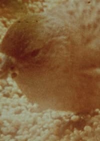 Постер фильма «Burial Path (1978)» — (3 из 5)
