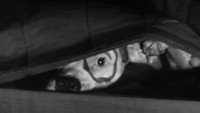 «Пострелята: Разбитые надежды (1931)» — обои к фильму #1