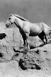 Постер фильма «Fight of the Wild Stallions (1947)» — (1 из 1)
