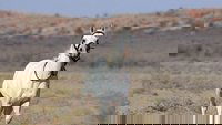 Tornado and the Kalahari Horse Whisperer