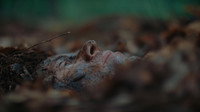«The Woods Are Real (2024)» — обои к фильму #4