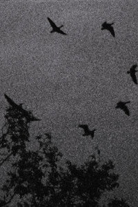 Wildgänse (2016) poster