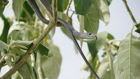 Snakes of Africa