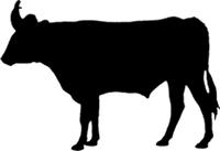 Beef and Sage Productions