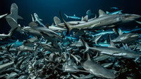 «Cinquante nuances de requins (2021)» — обои к фильму #1