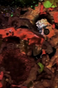 Imagem do Filme GETEBUTSU