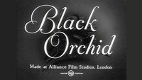 «Black Orchid (1953)» — обои к фильму #3