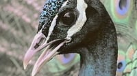 Inside the Animal Mind Part One Are Animals Intelligent?
