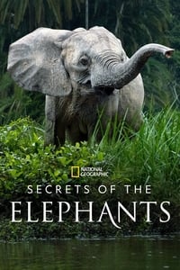 tv show poster Secrets+of+the+Elephants 2023