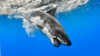 «When Sharks Attack (2013 - 2020)» — обои к сериалу #2
