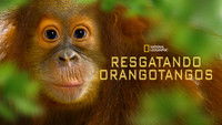 Operation Orangutan