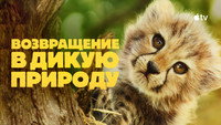«Возвращение в дикую природу (2025)» — обои к сериалу #5