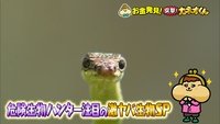 Episode 242