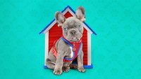 «The Dog House (2019)» — обои к сериалу #3