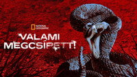 «Меня укусили (2008-2009)» — обои к сериалу #1