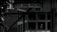 «Dogs Is Dogs (1931)» — обои к фильму #2