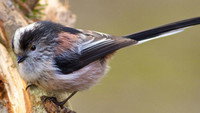 Dawn Chorus