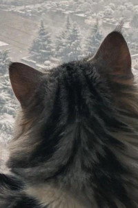 李李