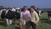 «Бесплодная кукушка (1969)» — обои к фильму #4