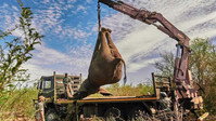 «Extreme Animal Transport (2021)» — обои к сериалу #1