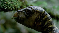 Обои к сериалу «BBC: Прогулки с динозаврами (1999)» — (23 из 46)