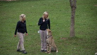 Run Cheetah Run