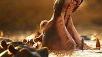 «Hippo vs Croc (2014)» — обои к фильму #6