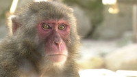 Monkeys