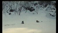 «Огненная лиса (1993)» — обои к фильму #1