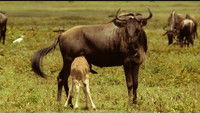 If I Were a Wildebeest