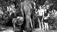 «Тарзан находит сына (1939)» — обои к фильму #3