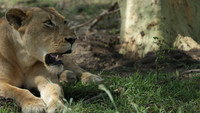 Lion Mystery
