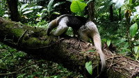 A Tropical Eden: American Jungles