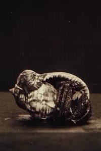 Постер к фильму La vita negli abissi del mare: Pesci (1914)