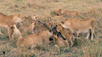 Serengeti