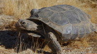 Desert-Dwelling Tortoises