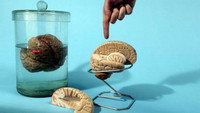 «Абсурдное природоведение (2002-2005)» — обои к сериалу #1