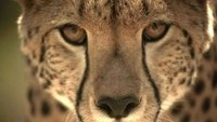 Serengeti Speed Queen