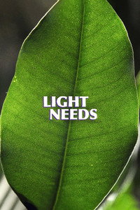 Light Needs (2023) poster