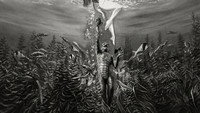 L'Etrange Creature du Lac Noir