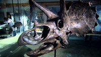 The Mesozoic