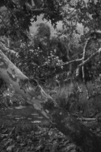 Imagem do Filme Went the night well?