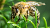 «Im Wald der wilden Bienen (2022)» — обои к фильму #1