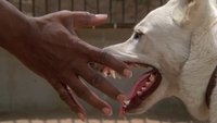 White Dog