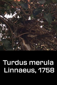 Turdus merula Linnaeus, 1758 (2020) poster