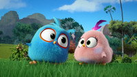«Angry Birds. Пушистики (2017-2022)» — обои к мультсериалу #4