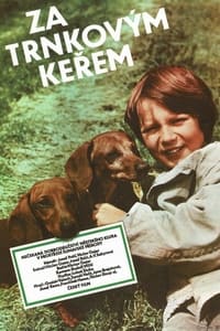 Za trnkovým keřem (1981)