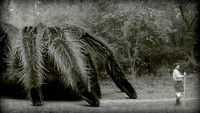 The Giant Spider